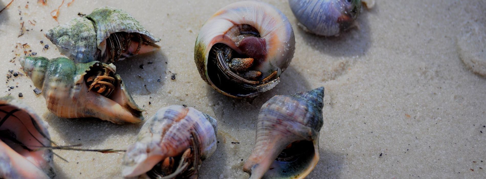 A Guide to Crab Island in Destin, Florida